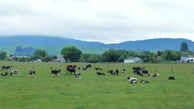 ツアーバスでロトルアに向かう途中の風景です。<br />昔からニュージーランドは羊の国で、至る所の牧場で大群が飼育されていると、聞かされていましたが、今回見えたのは牛の牧場ばかりでした。<br /><br />羊毛の需要が少なくなってきているためのようです。