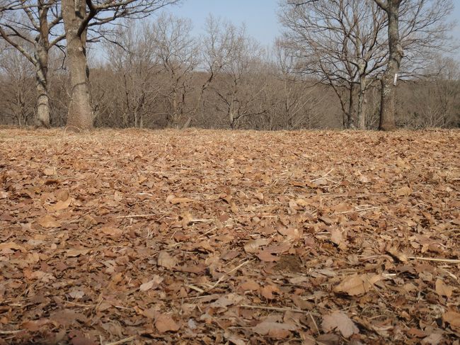園内は広いため木々が多く、季節柄、落葉が多かったです。