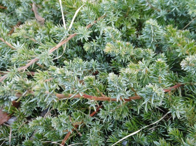 海岸の砂地に生える低木性の針葉樹「ハイネズ」