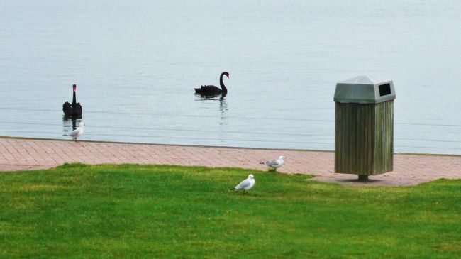 ロトルア湖畔は公園の様になっており、湖では黒鳥が沢山泳いでいました。<br />他の地区でも多くの黒鳥を見かけました。<br />白鳥は動物園でのみ見えるそうです。<br />
