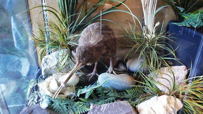 キーウィ（ＫＩＷＩ）。<br />ニュージーランド固有の、飛べない鳥で、国鳥です。<br />夜行性のため薄暗い小屋の中で飼育されていて、おまけにすばしこい動きで、目を凝らして眺めないとよく見えない。<br />勿論撮影禁止のため、これは剥製です。