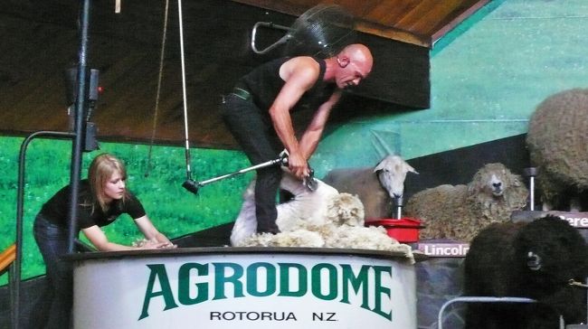 おなじみの羊の毛刈りショーです。<br />早刈り世界大会では４０秒位で１頭を処理するとのことですが、説明をしながらでの毛刈りのため、５分くらいかかります。