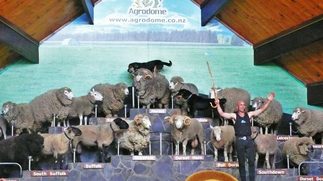 ひな壇に並んだ羊の上に、牧羊犬が飛び乗り往復して、観客の拍手を受けています。<br />今回のニュージーランドクルーズで、一番多くの羊を見たのがこのショーでした。<br />その他の牧場は道路沿いには無く、大群を見ることはできませんでした。