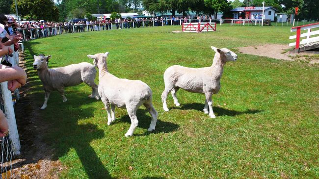 屋内のショーが終わり、すぐそばの広場での牧羊犬による、追い込みショーです。<br />期待しましたが、羊は４頭だけ、おまけに犬は羊を追い立て出来ず、あちこちに散らばり、担当者が応援するお粗末ぶり、失笑を買っていました。<br />