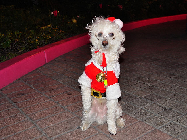 ２７日　２２：１１<br /><br /><br />いろんなワンちゃん撮ったけど<br /><br />このワンちゃんを連れてた人に<br /><br />「写真撮っていいですか？」→「１ドルです」<br /><br />商売だった(^_^.)