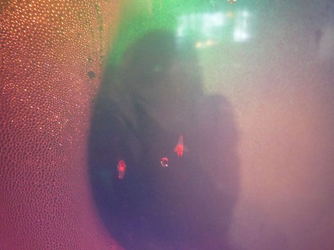 クリオネ見えますか？<br /><br />9:40出発の無料バス（特急知床号）で道の駅流氷街道網走に向います。<br /><br />ありがとう、きたこぶさん、また来ますよ〜(^O^)<br /><br />=次の旅行記につづく=