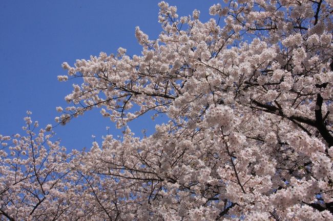 小さな旅 千鳥が淵の桜の風景 View of sakura in Chidorigafuchi Moat
