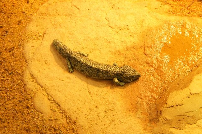 ツチノコ発見！動物園にて。。