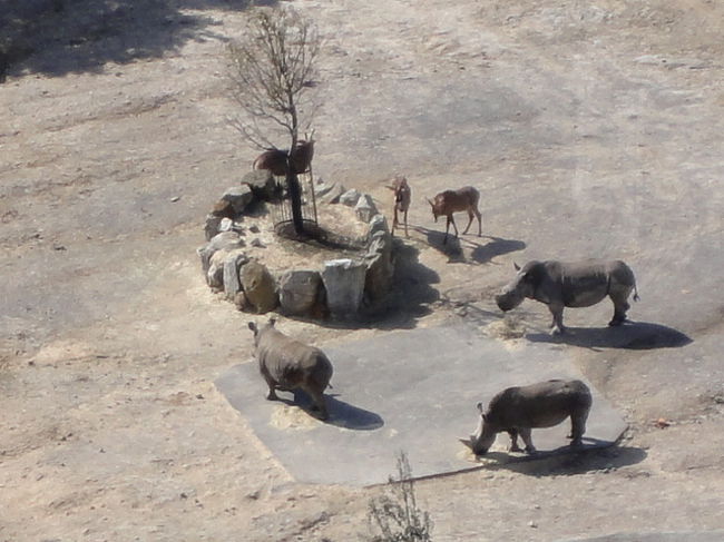 サイやシカはホテルから一番近くにいます<br />見やすいです。