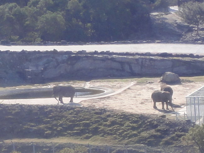 象さんは一番遠いところにいるのですが、<br />大きいのでよくわかる