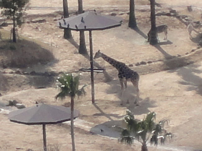 よく目立つのは、やっぱりキリン