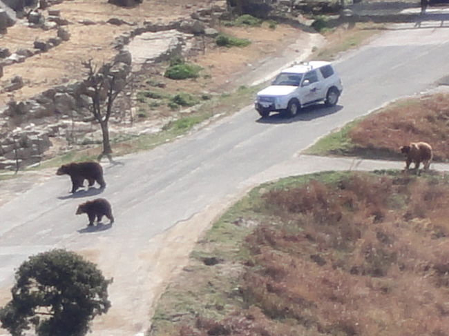 オープン前の面白い風景<br />猛獣の追い込みショー<br />ヒグマが車で追いかけられている