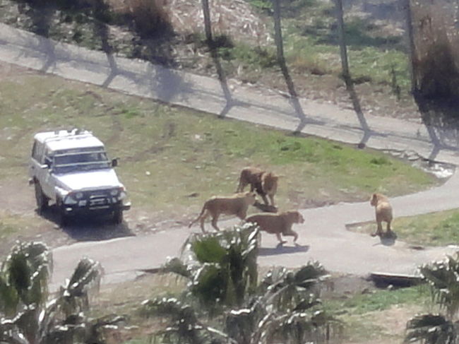 ライオンの追い込みも見えました。<br /><br />エクシブ白浜にお泊りの際は、双眼鏡でこんなに楽しめます