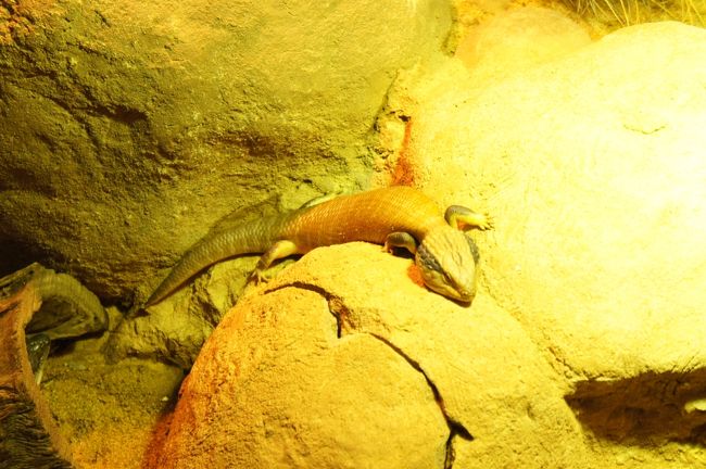 まず！爬虫類館へ！？