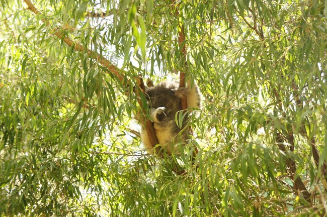 コアラはいつものようにお休み中です。