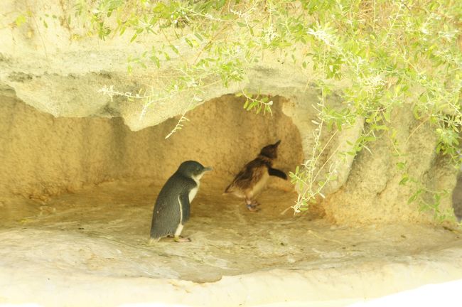 おば様がにこにこしながら私たちに指差して教えてくれたのは、ペンギンのほやほやの赤ちゃん。バタバタしていてかわいい。