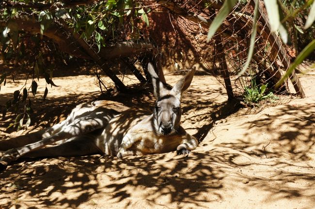 カンガルーはリアルに見るの久しぶりだったのですがおっさん顔ですね。クオッカのほうがかわいいなぁ。