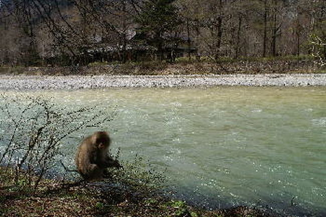 河畔に新芽を食べに山から出てきたお猿さんたちに出くわしました。<br /><br />最近は人馴れした猿がよく出没するようです。<br /><br />