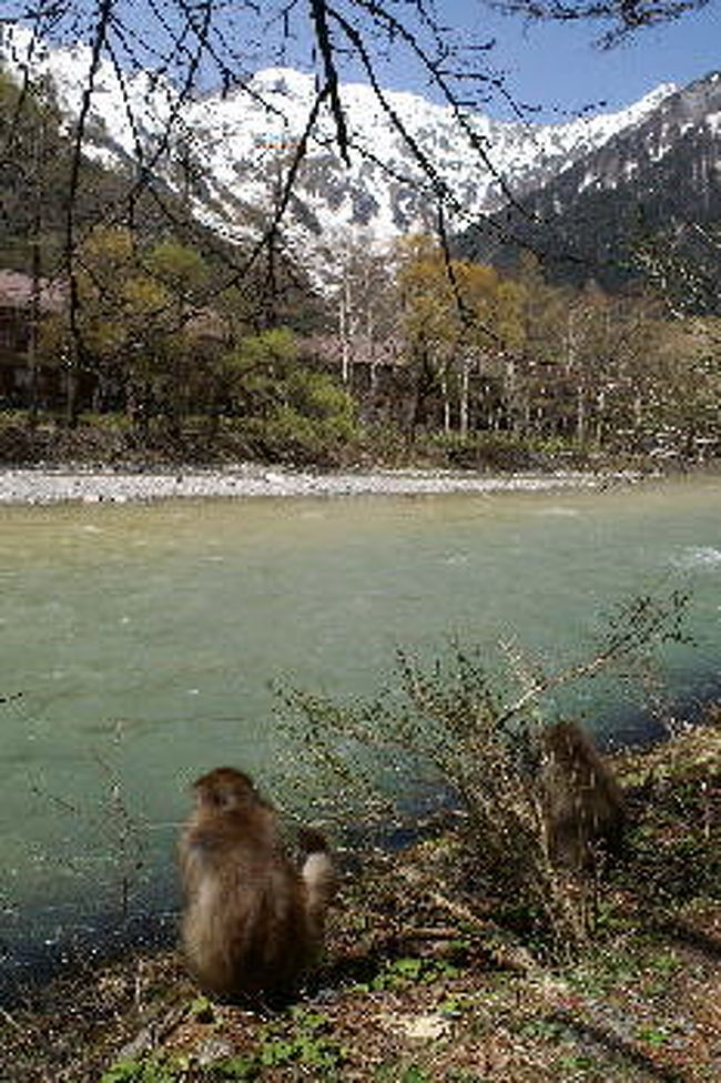 この子たちは上手に新芽を食べていました。<br /><br />お猿さんたちも春が待ち遠しかったでしょうね♪<br /><br />