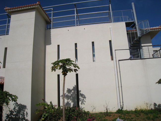 敷地内にはパパイヤも生っていました。