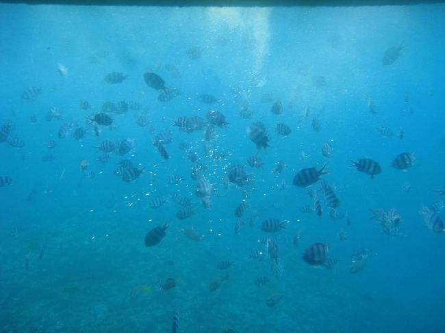 観覧ポイントで撒き餌をしてくれます。