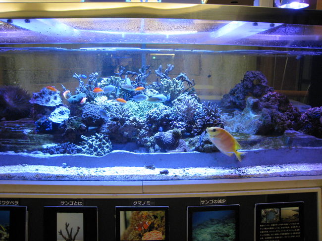 ホテルに戻ると、宿舎として利用していたジャイアンツの<br />選手が帰京する為、通路が大変な事になっていました。<br />私もしっかり選手をみましたが名前が・・・と言うより<br />だれが選手か宿泊客か区別がつきませんでした・・。<br />でも、原監督はなんとか判りました。<br />写真？ボケボケで全部失敗しました。<br />流石プロ野球選手！皆さん足速いです。<br />と言う事で、ロワジールホテルの水槽です。