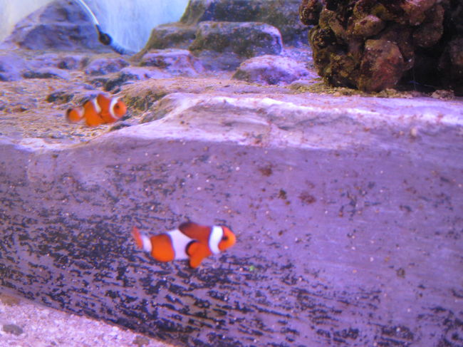 クマノミかわいい。