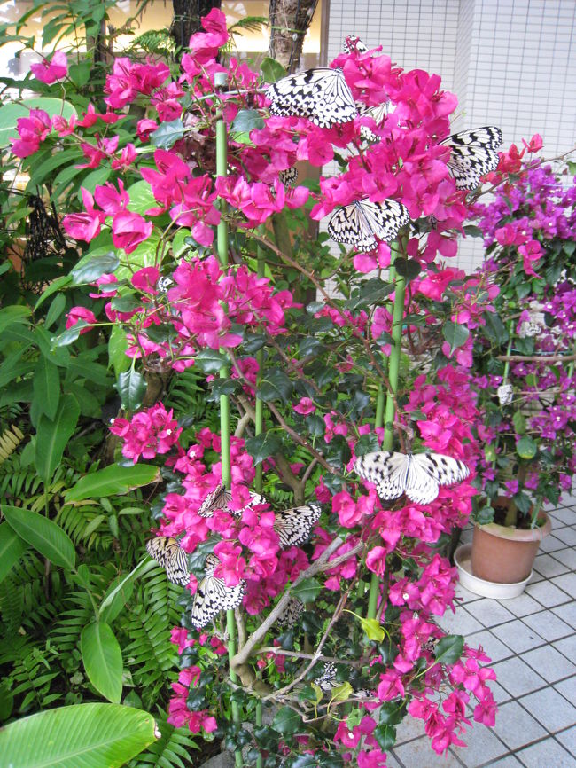 翌朝、同じくロワジールホテル内ある蝶々園へ。