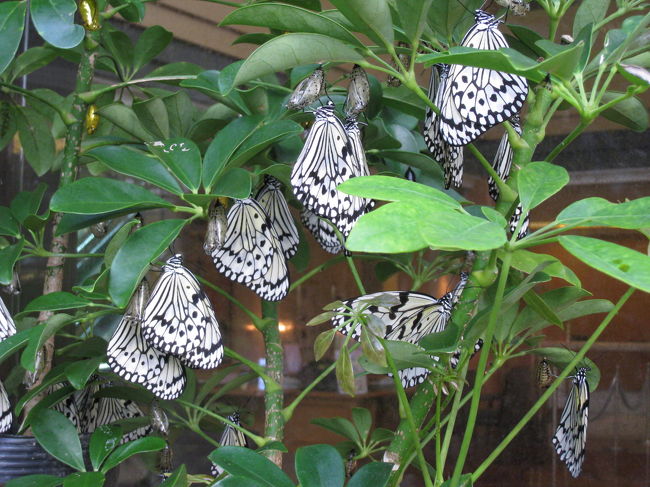 正に羽化したばかりの蝶々が見られます。