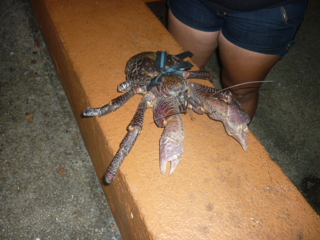 おおきなヤドカリくんもおめみえ