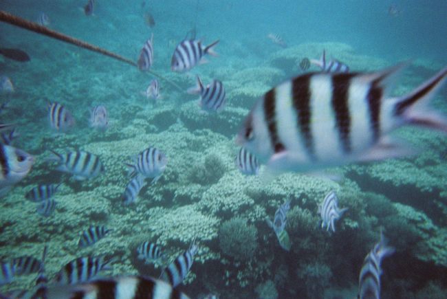 魚が寄ってくる