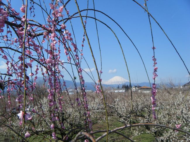 空気はまだ冷たいけど、<br />気持ちいい晴れっぷり<br />小田原の曽我梅林まで行って見ました。<br /><br />
