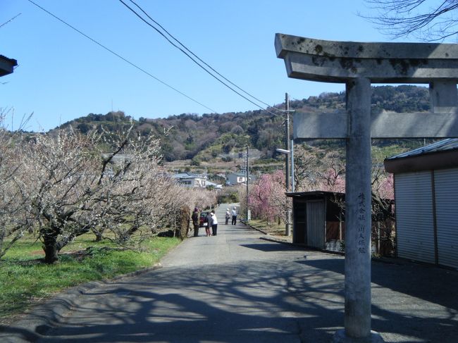 梅祭りは　先週で終わってしまったけど、<br />皆さん、のんびりと花見を楽しんでます。