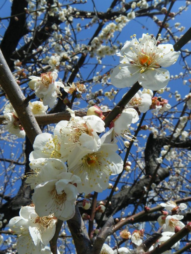 良い香りに、思わずクンクン臭い嗅いでしまう。<br />