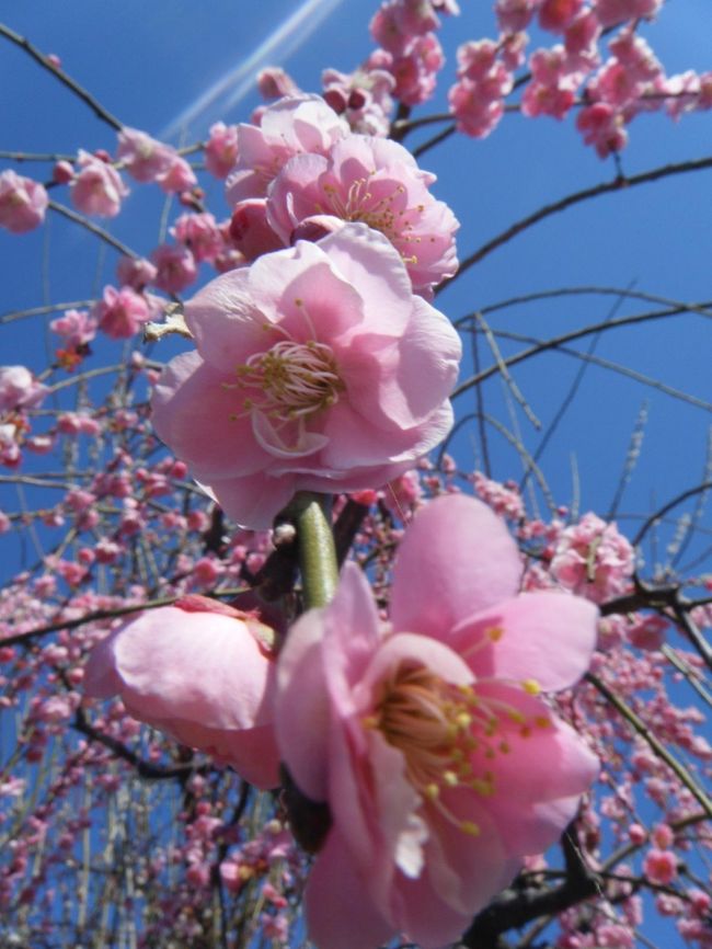 こちらは見ごろ