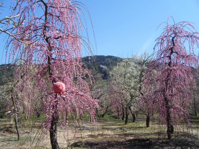 しだれ梅が　満開で綺麗でした。<br />んっ・・・？