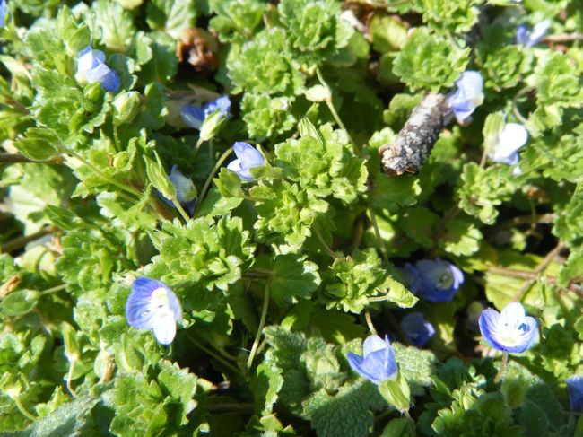 わ〜イヌフグリだ、春だなあ<br />この花見ると、子供の頃を思い出すわ・・・