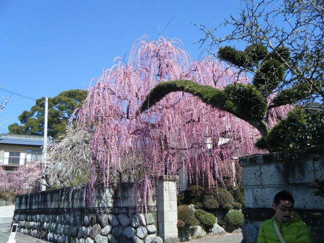 アイス工房のそばの　<br />普通のお宅の梅の木が、一番綺麗でした。<br />皆さん　見惚れてました！