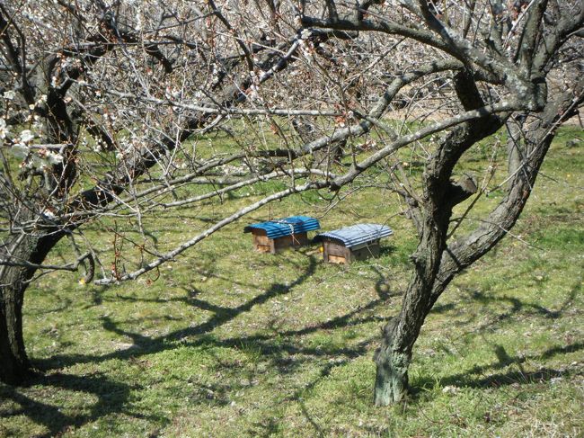 梅林の間の細い道を、登って行ってみました。<br />養蜂箱発見！<br />蜜蜂が、元気にお仕事中