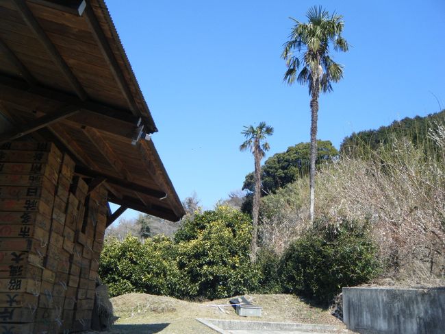 みかんの木と、梅の木と、南国チックな木<br />みんな仲良く並んでるとこが、伊豆っぽい・・・