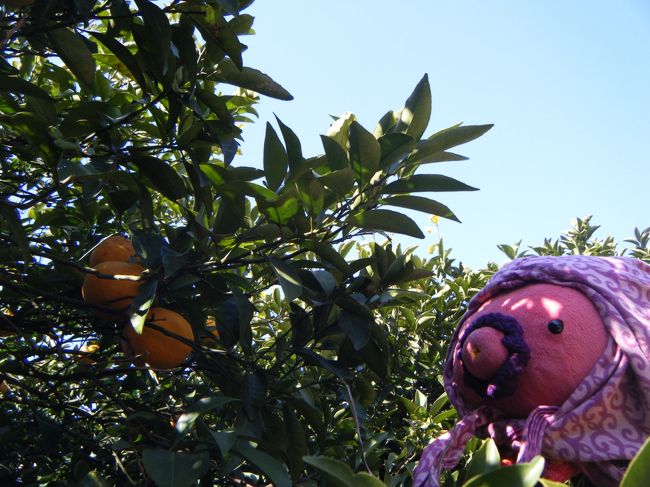 みかん泥棒　発見！<br />現行犯逮捕だな。