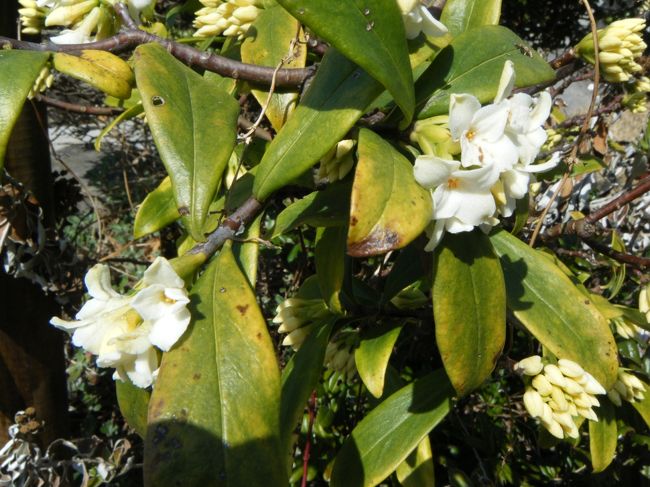 もう沈丁花咲き始めてました。