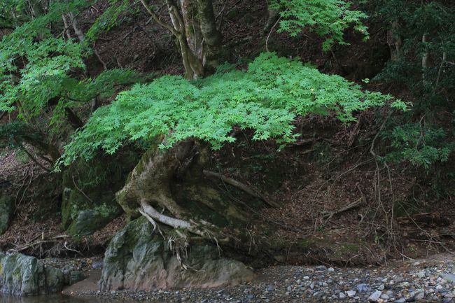 森の京都 綾部奥上林散策 旅行記`京都丹波高原国定公園` Kyoto Tamba Kogen Quasi-National Park