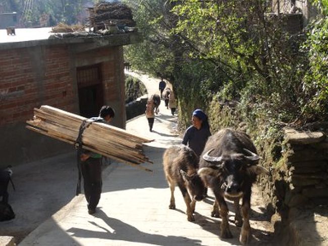 　道路に戻り、南の集落がある方にで歩いていきます。普高老寨の入り口を過ぎ、次の集落の辺りで、村の方へ降りてみます。キノコハウスがないところを見ると、おそらくこちらが普高の新寨でしょう。<br /><br />　村へと続く道では、農作業に出かける人、水牛の放牧に行く人、荷物を運ぶ人などとすれ違います。すぐそばの観光地とは無縁の、地味な農村の生活が繰り広げられています。