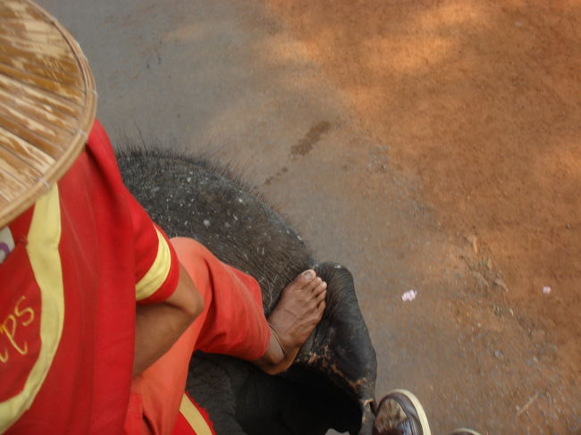 観光一日目は、アンコールトムから。<br /><br />南大門の手前から象に乗って、バイヨンまで２０分くらい。<br />ここで象に乗ってる人は全然いなくて、ちょっと優越感。<br /><br />この象さん、４２歳だそうです。