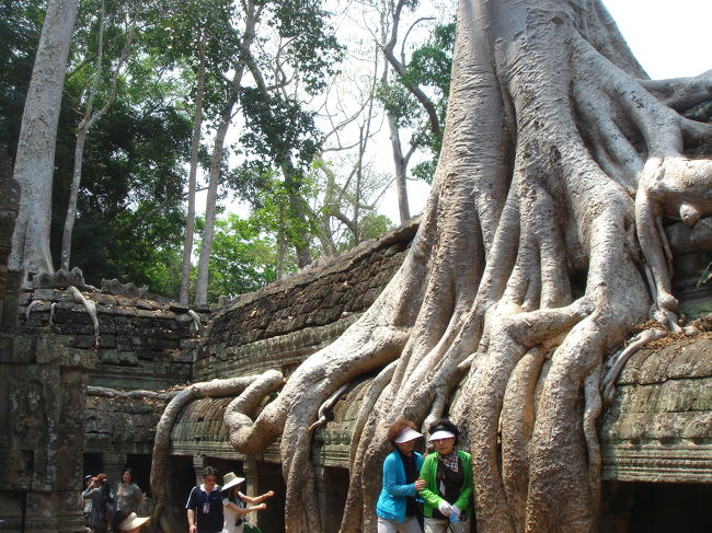 タ・プローム。<br />映画「トゥームレイダー」のロケで使われたところだそうです。<br /><br />血管みたいにからまる根っこが遺跡を押しつぶしそう。