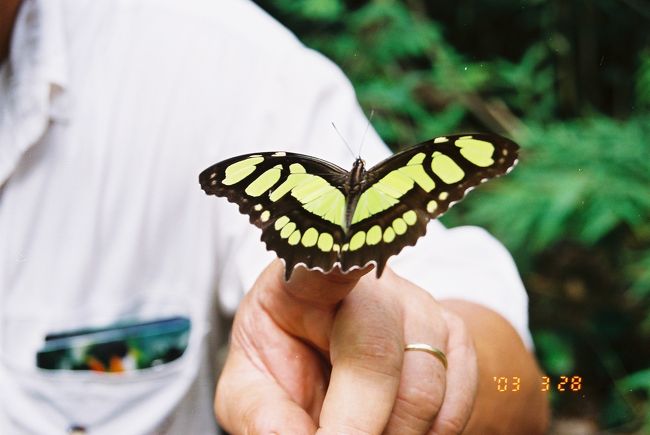 熱帯雨林の蝶です。