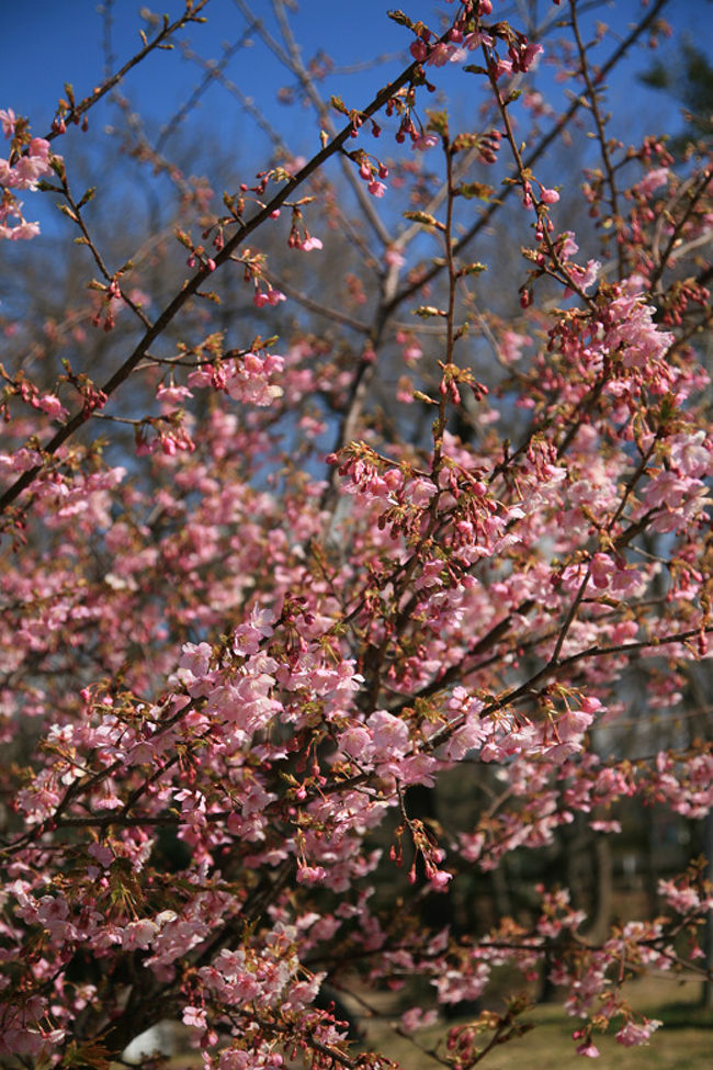 小さな旅○大府市二ツ池公園の河津桜と春咲く花たち』豊明・大府