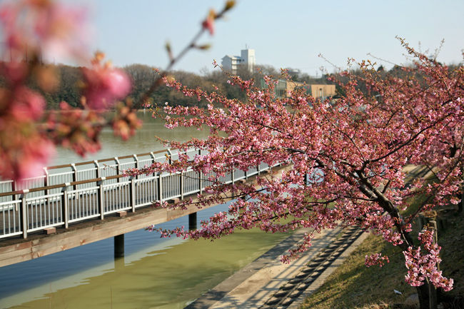 小さな旅○大府市二ツ池公園の河津桜と春咲く花たち』豊明・大府