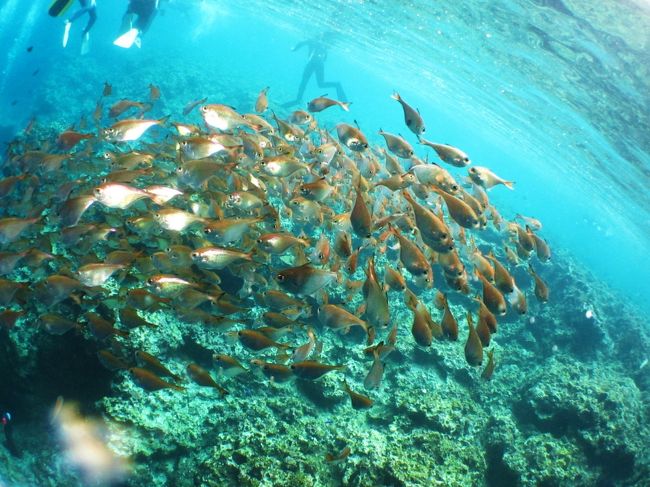 このお魚♪見て下さい。<br />ほんと〜に、こんなに、た〜くさん居ますよ。